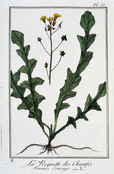 La Roquette des Champs (Bunias Erucago) - teoksessa "Kasvitieteellinen harjoitus kauppiaiden käyttöön", kirjoittanut J.C. Philibert, Imprimerie de Crapelet, Paris tekijältä Unknown artist