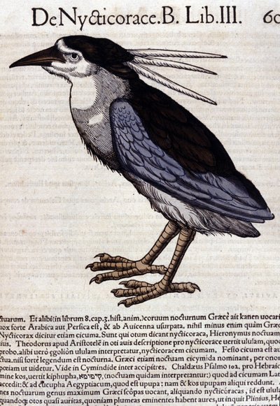La bihoreau in Historia Animalium, kirjoittanut Conrad Gesner (1516 - 1565), Tiguri tekijältä Unknown artist