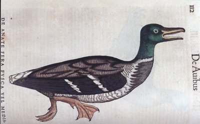 La ducard souchet Historia Animalium de Conrad Gesnerissä (1516 - 1565), Tiguri tekijältä Unknown artist