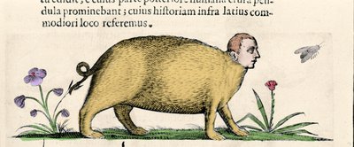 La manticore - Fortunio Whilein "Hirviöiden syiden luonteesta kirjassa kaksi". tekijältä Unknown artist