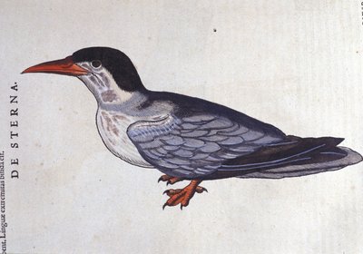 La tern ou swallow des mers Historia Animalium de Conrad Gesner (1516 - 1565), Tiguri tekijältä Unknown artist
