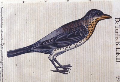 La sammas Historia Animaliumissa, kirjoittanut Conrad Gesner (1516 - 1565), Tiguri tekijältä Unknown artist