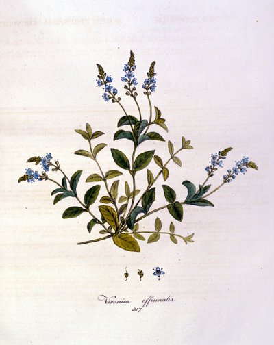 La veronika. 1800-luvun kaiverrus. tekijältä Unknown artist