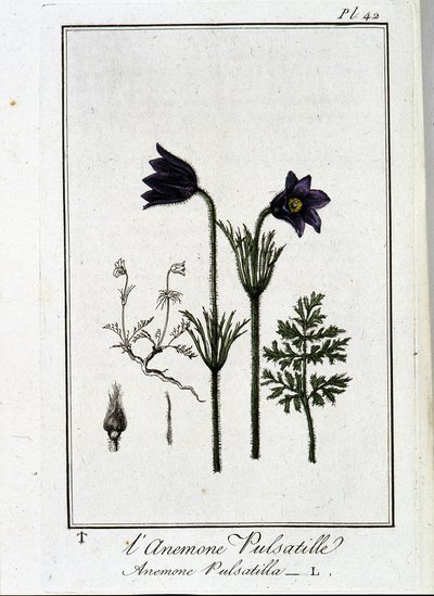 Anemone pulsatilla - kirjassa "Kasvitieteellinen harjoitus kauppiaiden käyttöön", kirjoittanut J.C. Philibert, Imprimerie de Crapelet, Paris tekijältä Unknown artist
