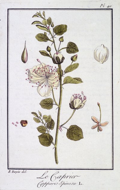 Caprier (Capparis Spinosa) - julkaisussa "Kasvitieteellinen harjoitus kauppiaiden käyttöön", toimittanut JC Philibert, Imprimerie de Crapelet, Paris tekijältä Unknown artist