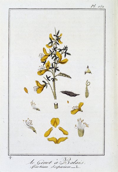 Le Genet a Broom (Spartium Scoparium) - julkaisussa "Kasvitieteellinen harjoitus kauppiaiden käyttöön", toimittanut J.C. Philibert, Imprimerie de Crapelet, Paris tekijältä Unknown artist