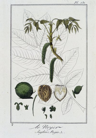 Le Noyer (Juglans Regia) - teoksessa "Kasvitieteellinen harjoitus kauppiaiden käyttöön", kirjoittanut J.C. Philibert, imp. Crapelet, Pariisi tekijältä Unknown artist