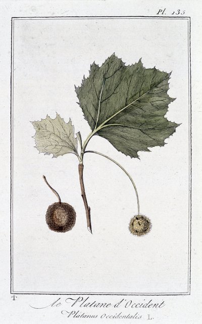 Läntinen taso (Platanus occidentalis) - julkaisussa "Kasvitieteellinen harjoitus kauppiaiden käyttöön", toimittanut JC Philibert, Imprimerie de Crapelet, Paris tekijältä Unknown artist