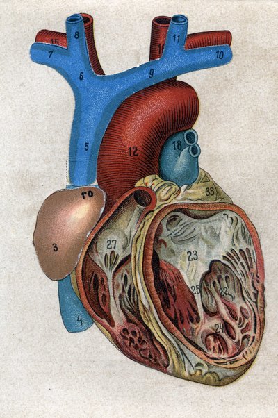 Le coeur.in "" Uusi luonnollinen lääke"", kirjoittanut F.E. Bilz. 1898. tekijältä Unknown artist