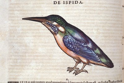 Le guêpier in Historia Animalium, kirjoittanut Conrad Gesner (1516 - 1565), Tiguri tekijältä Unknown artist