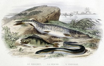 Hauki, ahven ja ankerias - Lacepèden "Luonnonhistoriassa", T.II, toim. Furne et Cie, Pariisi tekijältä Unknown artist