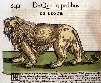 Leijona Historia Animaliumin jälkeen kirjoittanut Conrad Gesner, Tiguri 1560. Biblioteca Nazionale Braidense. Milano tekijältä Unknown artist