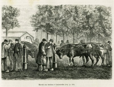 Karjan kävely Leeuwardenissa (Alankomaat). Kaiverrus havainnollistamaan tarinaa La Frise, joka perustuu hollantilaisen sanomalehden suhteeseen, in le tour du monde 1886, ohjaaja Edouard Charton (1807-1890), Hachette, Paris. tekijältä Unknown artist