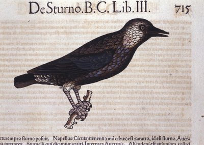 Kottarainen Historia Animaliumissa, kirjoittanut Conrad Gesner (1516 - 1565), Tiguri tekijältä Unknown artist
