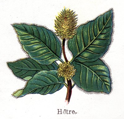 Lääke- ja elintarvikekasvit: pyökki. Friedrich Eduard Bilzin (1842-1922) kaiverrus "" La Medicine naturelle" -kirjaan tekijältä Unknown artist
