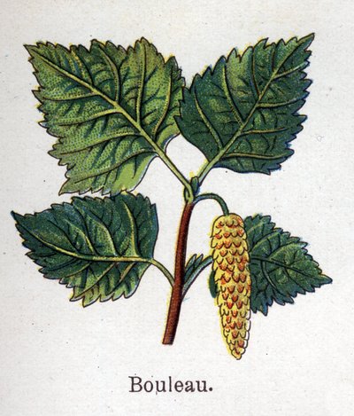 Lääke- ja elintarvikekasvit: koivu. Friedrich Eduard Bilzin (1842-1922) kaiverrus "" La Medicine naturelle" -kirjaan tekijältä Unknown artist
