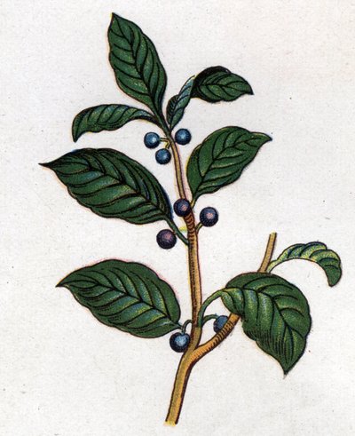 Lääke- ja elintarvikekasvit: tyrni. Friedrich Eduard Bilzin (1842-1922) kaiverrus "" La Medicine naturelle" -kirjaan tekijältä Unknown artist