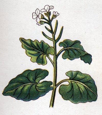 Lääke- ja elintarvikekasvit: yrtti laulajien kanssa. Friedrich Eduard Bilzin (1842-1922) kaiverrus "" La Medicine naturelle" -kirjaan tekijältä Unknown artist