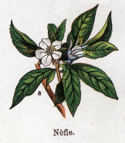 Lääke- ja elintarvikekasvit: nefle. Friedrich Eduard Bilzin (1842-1922) kaiverrus "" La Medicine naturelle" -kirjaan tekijältä Unknown artist