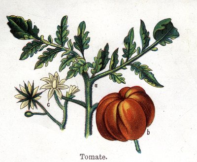 Lääke- ja elintarvikekasvit: tomaatti. Friedrich Eduard Bilzin (1842-1922) kaiverrus "" La Medicine naturelle" -kirjaan tekijältä Unknown artist