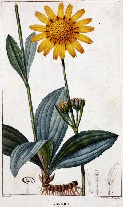 Lääkekasvi: Arnic (tai arnica) - kasvitieteellinen lauta, 1800-luvun loppu. tekijältä Unknown artist