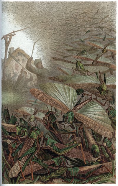 Muuttteleva heinäsirkka (Locust migratoria) - kaiverrus Alfred Edmund Brehmin (1829-1884) "" Brehmin elämästä eläinten elämästä" tekijältä Unknown artist