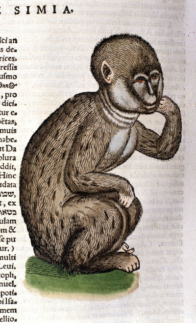 Apina Historia Animaliumin jälkeen kirjoittanut Conrad Gesner, Tiguri 1560. Biblioteca Nazionale Braidense. Milano tekijältä Unknown artist