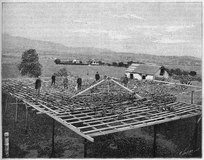 Montecito Vineyard Kaliforniassa 1888. Luontossa vuodelta 1888. tekijältä Unknown artist