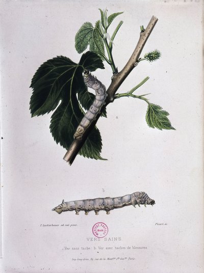Mulperi ja silkkiäistoukkien - Pasteurin tutkimus tekijältä Unknown artist