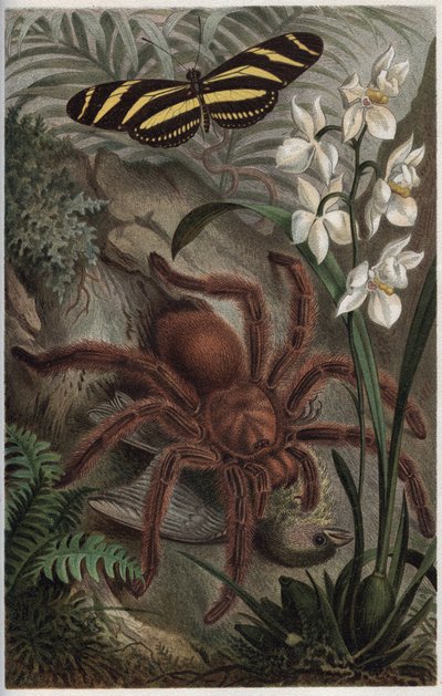 Mygalomorphae (Orthognatha) - kaiverrus Alfred Edmund Brehmin (1829-1884) "Brehmin elämästä eläinten elämästä" tekijältä Unknown artist