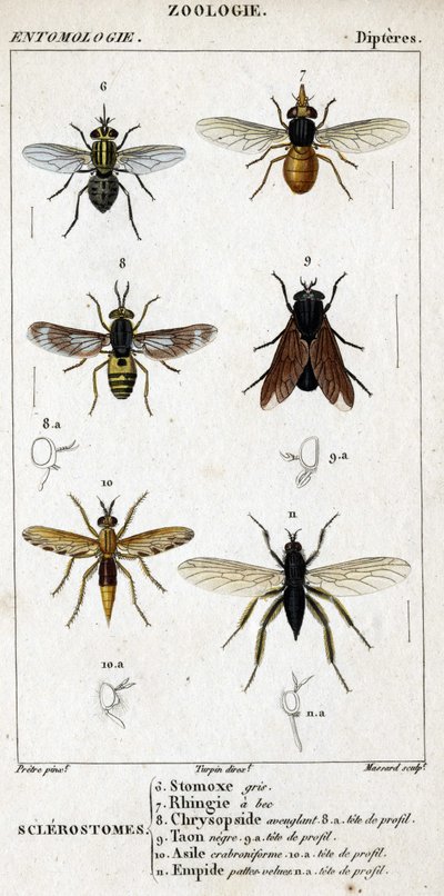 Luonnontieteellinen taulu. Hyönteistiede. Dipteres perhe. Sklerostoomit: 6. Harmaa stomox; 7. Nokkareuna; 8. Sokaiseva Chrysopside; 8a. profiili pää; 9. Taon negre; 9a. profiilin pää; 10. Crabroniforme asylum; 10a. profiilin pää; 11. Kehitä karvaisia jalko tekijältä Unknown artist