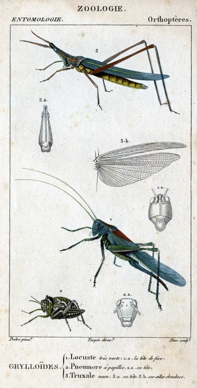 Luonnontieteellinen taulu. Hyönteistiede. Ortopterien perhe. Grylloides: 1. Heinäsirkka hyvin vihreä. 1.a. etupää; 2. Pneumoressa on makuhermoja; 2.a. sen pää; 3. Nasu truxal; 3.a. pää; 3.b. pidennetyt siivet. tekijältä Unknown artist