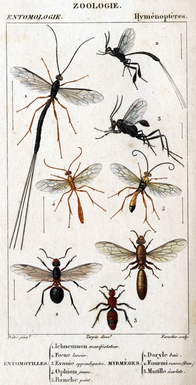 Luonnontieteellinen taulu. Hyönteistiede. Hymenopteres perhe. Entomotilles: 1. Inchneumon mielenosoittaja; 2. Foene Lancier; 3. Evanie appendigastre; 4. Keltainen ophioni; 5. Valkoiseksi maalattu. Myrmeges: 1. Doryle lahti; 2. Edellyttäen punapää (Fem.) 3. tekijältä Unknown artist