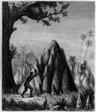 "Sotaisen termiitin" ja "puiden termiitin" pesät Afrikassa. Kaiverrus "" La Nature: revue des sciences et de leurs applications aux arts et a l