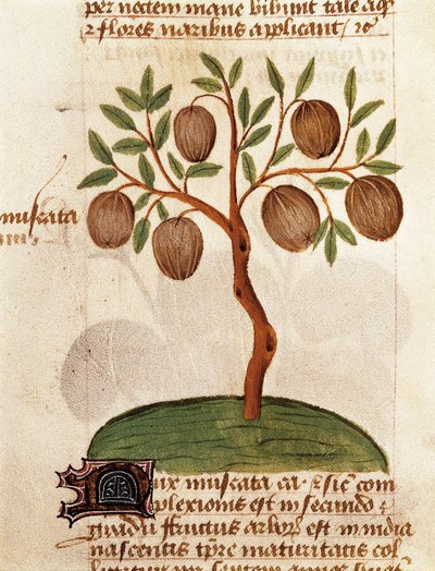 Muskottipähkinä, Kuvaus lääkekasveista ja niiden valmistamisesta. Sivu Pedanius Dioscoridesin käsikirjoituksesta "Treatise on herbs" (Tractatus de herbis) tekijältä Unknown artist