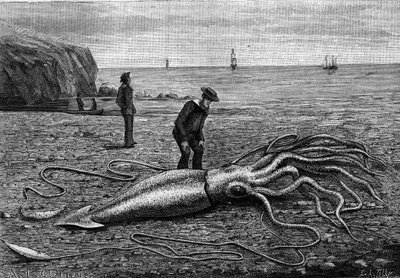 Newfoundlandin rannikon mustekala, Newfoundland: "" Architeuthis princeps"". Kaiverrus "" La Nature: revue des sciences et de leurs applications aux arts et a l