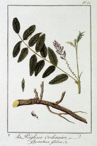 Tavallinen liquisse (Glycyrrhiza glabra) - julkaisussa "Kasvitieteellinen harjoitus kauppiaiden käyttöön", toimittanut J.C. Philibert, Imprimerie de Crapelet, Paris tekijältä Unknown artist