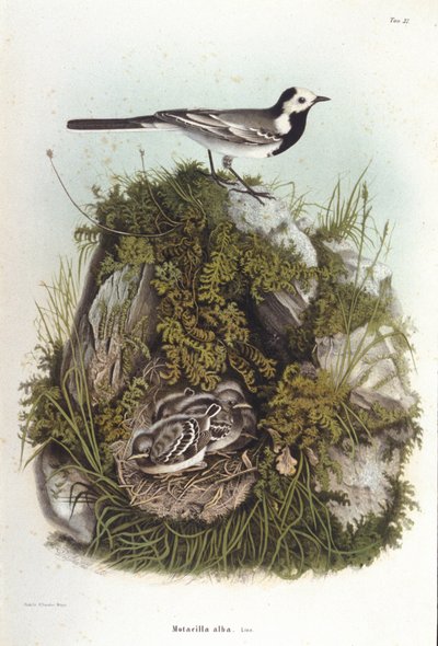 Ornitologia: harmaa bergeronnet (motacilla alba) lähellä poikasten pesää. 1800-luvun eläintieteellinen lautakunta tekijältä Unknown artist