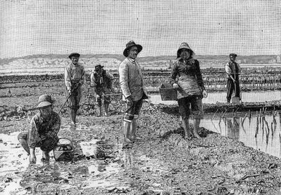 Ostreiculture - osterien viljely Arcachonin altaalla (1894): osteriparkerit (valokuvasta). Kaiverrus "" Luontoon ": katsaus tieteisiin ja niiden sovelluksiin taiteeseen ja teollisuuteen" 23. kesäkuuta 1894. tekijältä Unknown artist