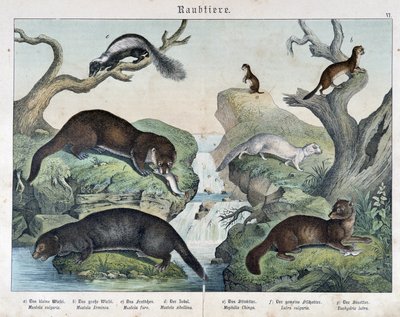 Saukkot, fretit, lumikko... - julkaisussa “Nisäkkäiden luonnonhistoria”, toim. Schreiber tekijältä Unknown artist