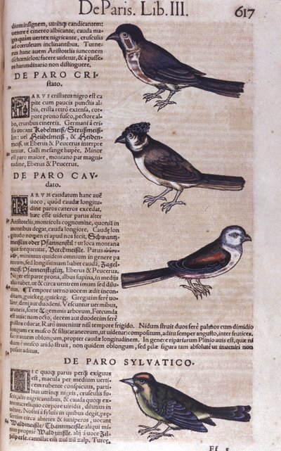 Conrad Gesner (1516 - 1565), Tiguri, Passereaux in Historia Animalium tekijältä Unknown artist