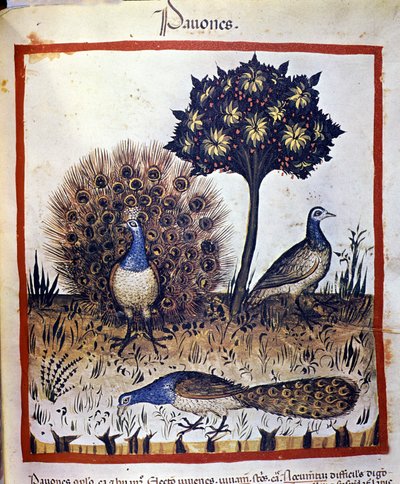 Riikinkukot edustettuina "Tacuinum Sanctumissa" tekijältä Unknown artist