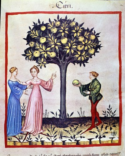 Cedratin poiminta, sedratin hedelmiä. Valaistus lääketieteen ja dietetiikan lypsystä "" Tacuinum sanitatis"" tekijältä Unknown artist