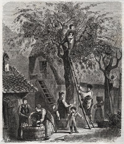 Kirsikoiden poiminta - Kirsikoiden poiminta - kaiverrus vuodelta 1860 - tekijältä Unknown artist