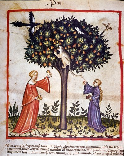 Päärynöiden poiminta. Valaistus lääketieteen ja dietetiikan lypsystä "" Tacuinum sanitatis"" tekijältä Unknown artist