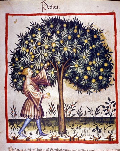 Kalastuksen valitseminen. Valaistus lääketieteen ja dietetiikan lypsystä "" Tacuinum sanitatis"" tekijältä Unknown artist