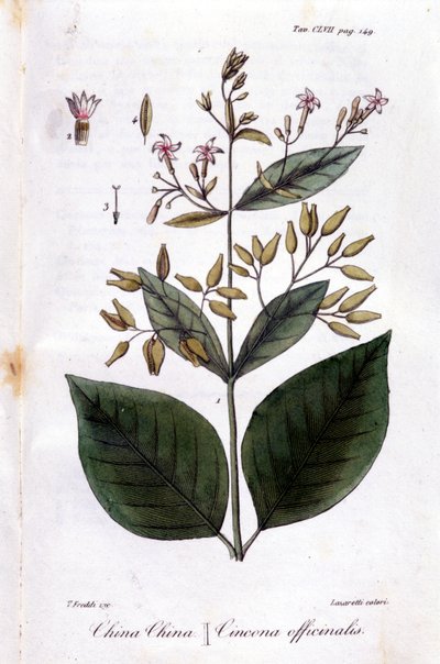 Quinquina-lautanen (Cinchona Officinalis). tekijältä Unknown artist