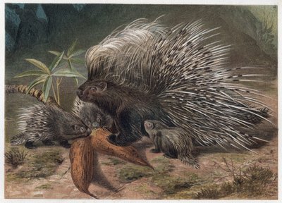 Sianlihaeepos kreeta (porc-epic) - Harjapiikki (Hystrix cristata) - kaiverrus Alfred Edmund Brehmin (1829-1884) ""Brehmin elämästä eläinten elämästä"" tekijältä Unknown artist