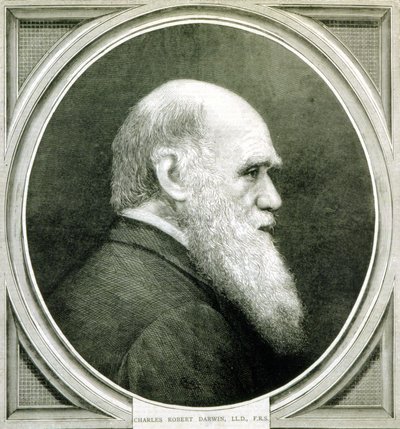 Charles Darwinin muotokuva (1809 - 1882) tekijältä Unknown artist