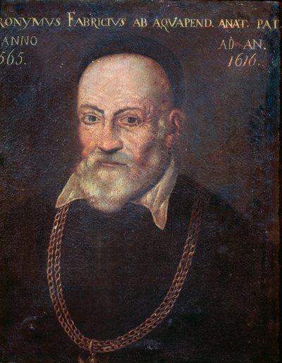 Uraauurtavan anatomin ja kirurgin Hieronymus Fabriciuksen muotokuva (maalaus tekijältä Unknown artist